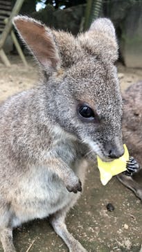 伊豆シャボテン動物公園に投稿された画像（2020/10/4）