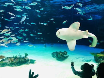 サンシャイン水族館に投稿された画像（2020/10/4）