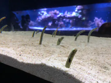 すみだ水族館に投稿された画像（2020/10/4）