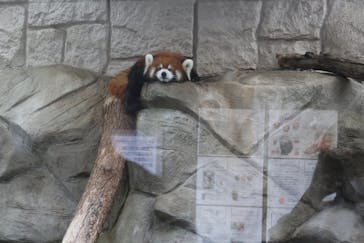 天王寺動物園に投稿された画像（2020/10/4）