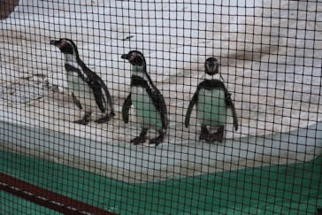 天王寺動物園に投稿された画像（2020/10/4）