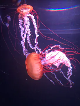 すみだ水族館に投稿された画像（2020/10/4）