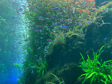 すみだ水族館に投稿された画像（2020/10/4）