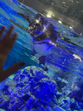 すみだ水族館に投稿された画像（2020/10/4）