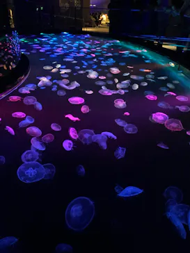 すみだ水族館に投稿された画像（2020/10/4）