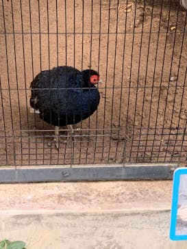 天王寺動物園に投稿された画像（2020/10/4）