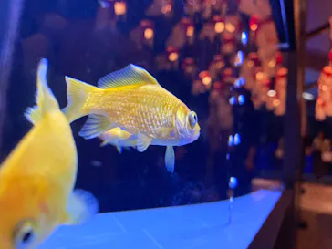 すみだ水族館に投稿された画像（2020/10/4）