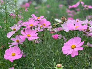 成田ゆめ牧場に投稿された画像（2020/10/4）