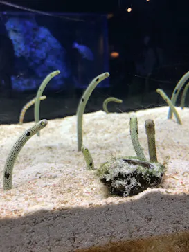 すみだ水族館に投稿された画像（2020/10/4）