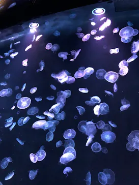 すみだ水族館に投稿された画像（2020/10/4）