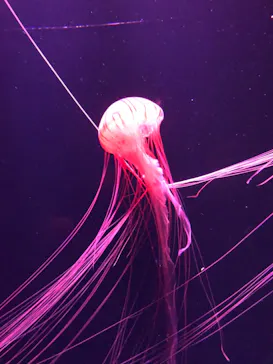 すみだ水族館に投稿された画像（2020/10/4）