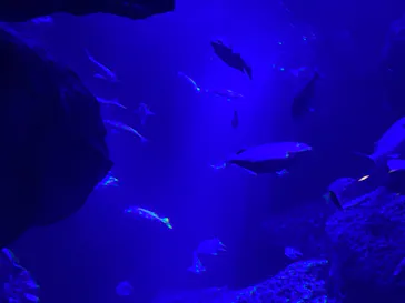 すみだ水族館に投稿された画像（2020/10/4）