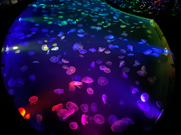 すみだ水族館に投稿された画像（2020/10/4）