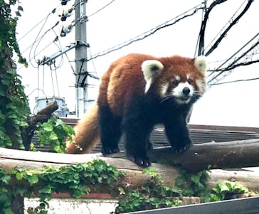 天王寺動物園に投稿された画像（2020/10/4）