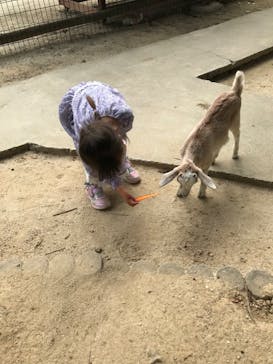 しろとり動物園に投稿された画像（2020/10/4）