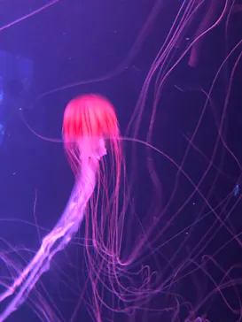 すみだ水族館に投稿された画像（2020/10/4）