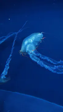 すみだ水族館に投稿された画像（2020/10/4）