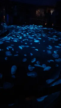 すみだ水族館に投稿された画像（2020/10/4）