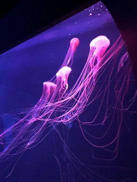 すみだ水族館に投稿された画像（2020/10/4）