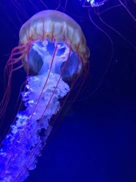 すみだ水族館に投稿された画像（2020/10/4）