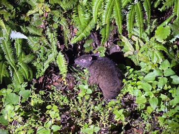 奄美ナイトツアーサービスに投稿された画像（2020/10/5）