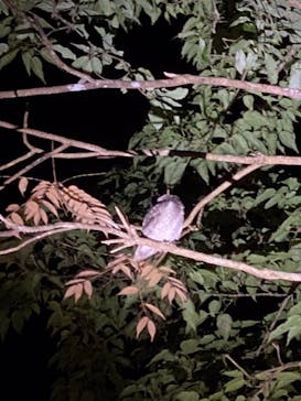 奄美ナイトツアーサービスに投稿された画像（2020/10/5）