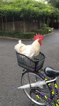 天王寺動物園に投稿された画像（2020/10/5）