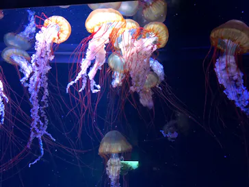 すみだ水族館に投稿された画像（2020/10/5）