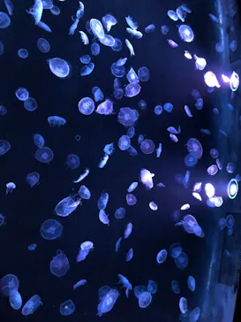 すみだ水族館に投稿された画像（2020/10/5）