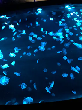 すみだ水族館に投稿された画像（2020/10/5）