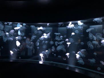 京都水族館に投稿された画像（2020/10/5）