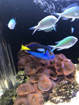 京都水族館に投稿された画像（2020/10/5）