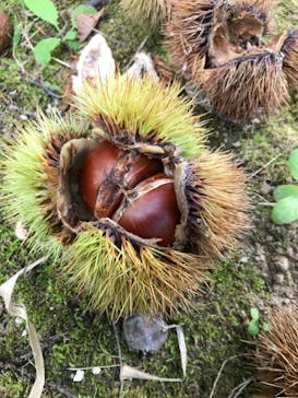 農業公園信貴山のどか村に投稿された画像（2020/10/5）