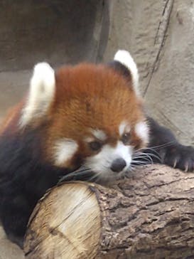 天王寺動物園に投稿された画像（2020/10/5）