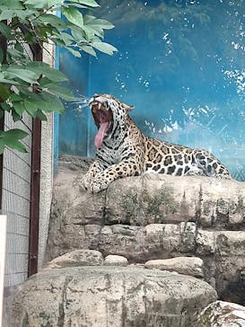 天王寺動物園に投稿された画像（2020/10/5）