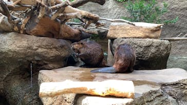 神戸どうぶつ王国に投稿された画像（2020/10/5）