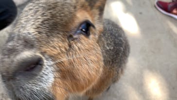 神戸どうぶつ王国に投稿された画像（2020/10/5）