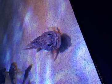 サンシャイン水族館に投稿された画像（2020/10/5）