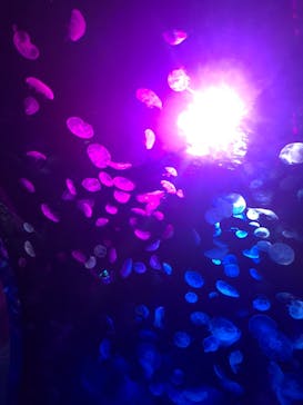 サンシャイン水族館に投稿された画像（2020/10/5）