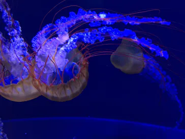 すみだ水族館に投稿された画像（2020/10/5）