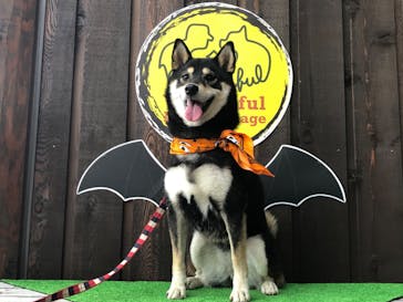 わんダフルネイチャーヴィレッジに投稿された画像（2020/10/5）