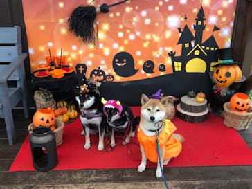 わんダフルネイチャーヴィレッジに投稿された画像（2020/10/5）