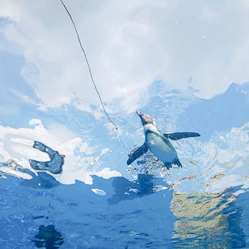 サンシャイン水族館に投稿された画像（2020/10/5）