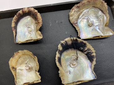 三重県真珠に投稿された画像（2020/10/5）