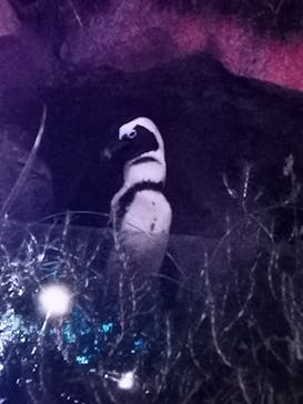 サンシャイン水族館に投稿された画像（2020/10/5）