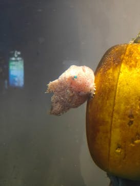 横浜・八景島シーパラダイスに投稿された画像（2020/10/6）