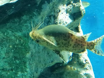 サンシャイン水族館に投稿された画像（2020/10/6）