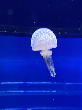 すみだ水族館に投稿された画像（2020/10/6）