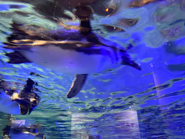 すみだ水族館に投稿された画像（2020/10/6）