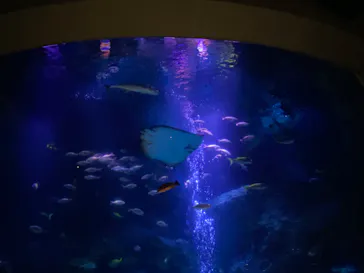 すみだ水族館に投稿された画像（2020/10/6）